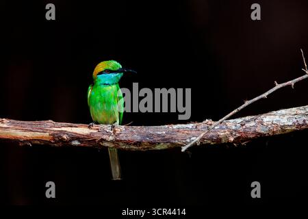 Asian green bee-eater (Merops orientalis), also known as little green bee-eater, and green bee-eater , perched on a branch, Kumana National Park, Srri Stock Photo