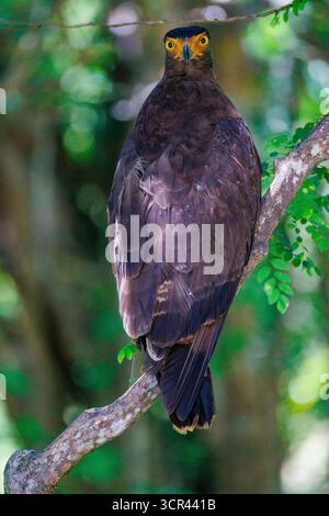 Crested serpent eagle (Spilornis cheela), perched on a branch, Kumana National Park, Sri Lanka, South Asia Stock Photo