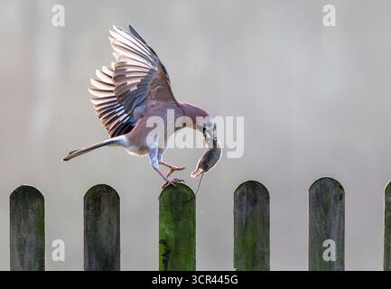 Jay (Garrulus glandarius) with a mouse in his bill, England Stock Photo