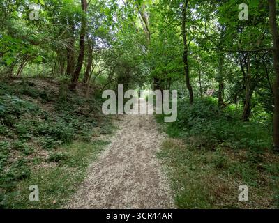 Empty dirt path leading through green forest with tall trees Stock Photo