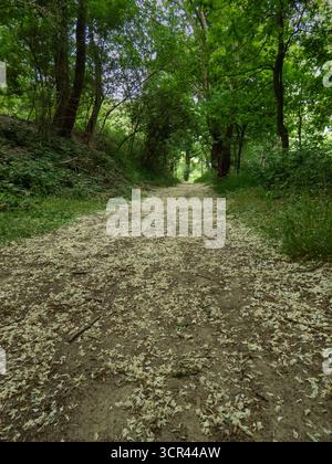 Empty dirt path through forest lined with tall green trees Stock Photo
