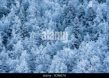 Frozen forest of snow-covered trees in Ecrins National Park, French Alps. Dense frosty woodland creating a natural winter background in Hautes-Alpes Stock Photo