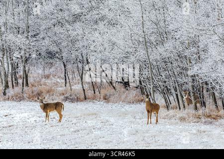 Deer standing in a snowy forest with frost-covered trees in winter scenery. Alberta, Canada Stock Photo