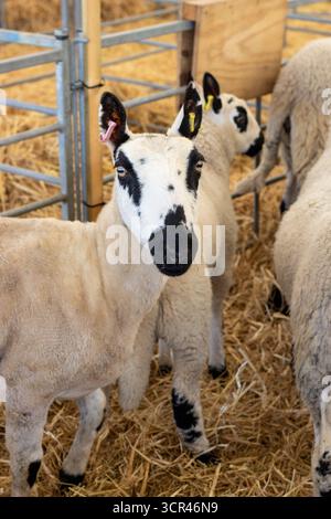 black and white heads of Kerry Hill sheep, a breed of domestic sheep at ...