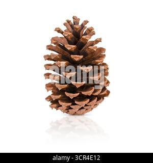 Brown pine cone isolated on white background with reflection. Stock photo. Stock Photo