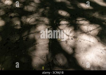 path trampled in the park with a lot of shadows from deciduous trees in the summer season, part of the walking path through the park on a bright sunny Stock Photo