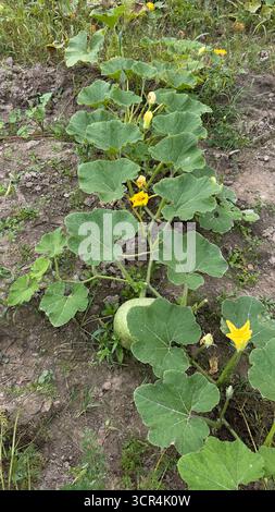 In the garden grows a large pumpkin dark green, surrounded by green ...