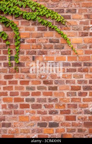 A textured brick wall covered with green ivy. The bricks are a mix of red and brown tones, creating a rustic appearance. Stock Photo