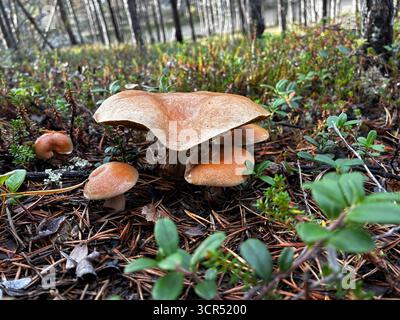 Vätsäri Wilderness Area in Finnish Lapland, Finland. Remote subarctic landscape of forests, lakes and rocky terrain. Stock Photo