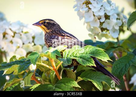 A female Red-winged Blackbird (Agelaius phoeniceus) perches in a white Hydrangea arborescens in Waukesha County, Wisconsin, in July. Stock Photo