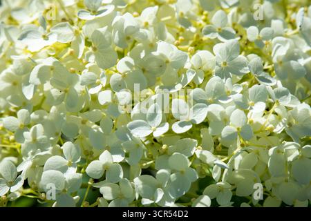 A Smooth Hydrangea 'Annabelle' (Hydrangea arborescens) displays large white bloom clusters on a summer day in Wisconsin. Stock Photo