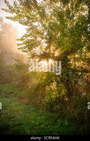 Sun streaming through the trees, making it a magic scene. Heavy mist over the sea behind the trees. vertcal Stock Photo