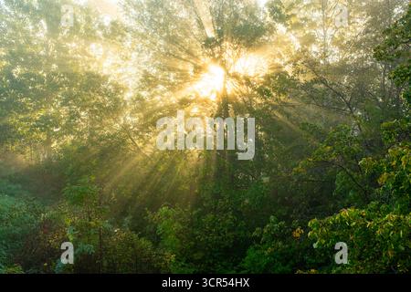 Sun rays are streaming through the trees. Early morning. Stock Photo