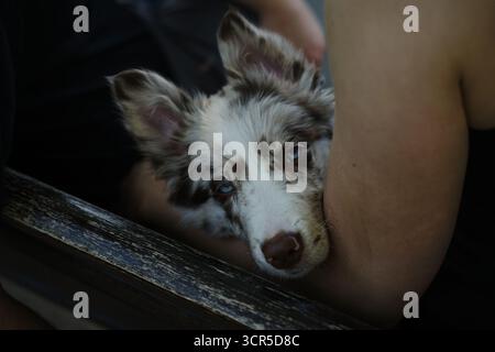 Border Collie puppy rests in owners arms, looking calm and safe with its blue eyes half closed, enjoying comfort. Stock Photo