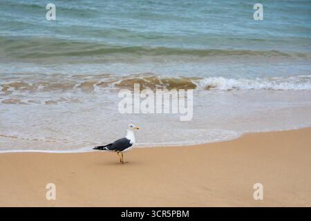 A seagull stands alone on wet sand near gentle ocean waves at sunset. Stock Photo