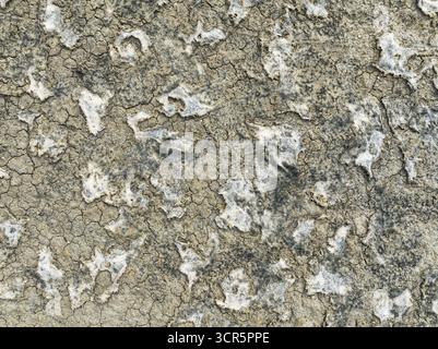 Aerial view of cracked earth with white deposits creating a stark contrast of textures and tones, Bay of Cádiz, Cádiz province, Andalusia, Spain. Stock Photo
