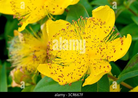 St. John's Wort or Rose of Sharon (hypericum calycinum), close up of the large yellow flowers of the commonly planted shrub. Stock Photo