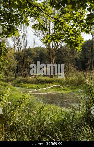 Tranquil Pond Surrounded by Lush Greenery and Trees Stock Photo