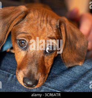A dachshund puppy sits on its owner's lap. He looks out with archetypal puppydog eyes. Stock Photo