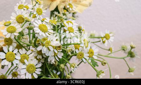 White daisies and yellow roses placed against a classic white wall. Elegant minimal floral design, ideal for wedding, lifestyle & romantic decoration. Stock Photo