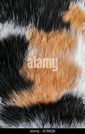 Close macro of tricolor cat fur with brown, black, and white strands. Soft fluffy texture ideal for natural abstract backgrounds. Stock Photo