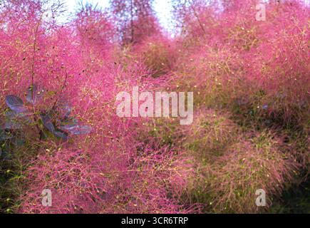 Close-up of a flowering Pink Smoke Bush background. Beautiful blooming Scumpia tree texture. Pink Cotinus coggygria background. Stock Photo
