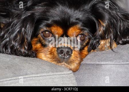 Charming king charles spaniel, lying on the couch Stock Photo