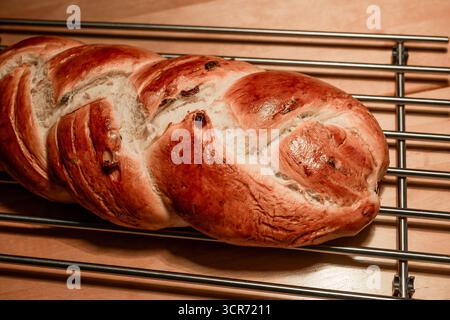 Freshly baked braided challah studded with sweet raisins, resting on a metal cooling rack with a shiny golden-brown crust, warm and rustic from the ho Stock Photo