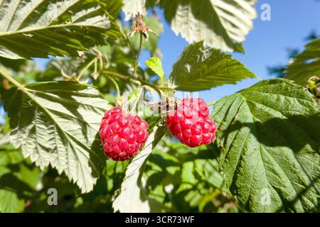 European red raspberry (Rubus idaeus), mature raspberries on the branch, Germany, North Rhine-Westphalia Stock Photo