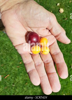 Cherry plum, Myrobalan plum (Prunus cerasifera), Cherry plum (Prunus cerasifera) and mirabelle plums on one hand, Germany Stock Photo