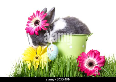 domestic rabbit (Oryctolagus cuniculus f. domestica), bunny in a green flower pot with Easter eggs and flowers in the grass, cut-out, composing Stock Photo