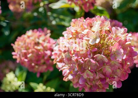 Pink hydrangea flowers blooming in sunlight, close-up of hydrangea shrub in garden with green leaves Stock Photo