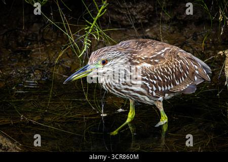 Close portrait of a juvenile Black-crowned Night-Heron wading in shallow water, showing its orange iris, lime-green lores and legs, and bold streaked Stock Photo