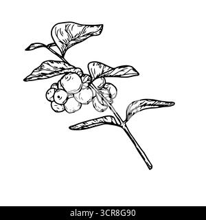Snowberry, black and white sketch. Vector illustration. A branch with leaves and berries isolated on a white background. Concept for New Year's, gifts Stock Vector