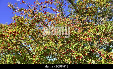 Hawthorn berries on the branches of a tree in autumn. Hawthorn tree branches laden with small, bright red berries (Crataegus species) are set against Stock Photo