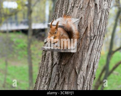 A squirrel holding a walnut in its paws sits on a wooden feeder fastened to a tree trunk with wire. Stock Photo
