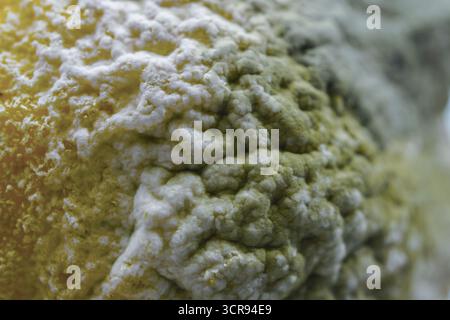 Mold and fungus growing on a decaying lemon fruit surface, showing decomposition Stock Photo