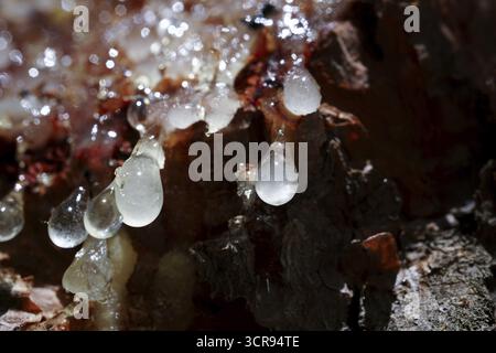 Fresh resin sap dripping from the rough bark of a pine tree Stock Photo