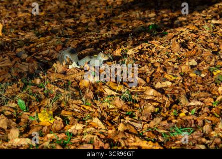 Grey squirrel among autumn leaves on the ground Stock Photo