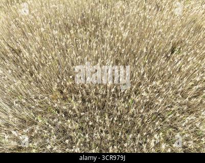 Reed in the marshland of the Nature Reserve La Brena y Marismas del Barbate. Aerial view. Drone shot. Cadiz province, Andalusia, Spain Stock Photo