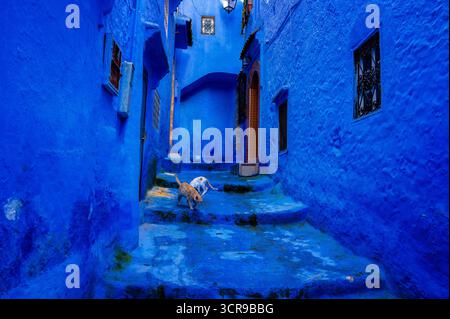 Cats in the historic blue city of Chefchaouen, Morocco Stock Photo