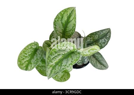 Top view of 'Scindapsus Pictus Exotica' or 'Satin Pothos' houseplant with velvet texture and silver spot pattern in flower pot on white background Stock Photo
