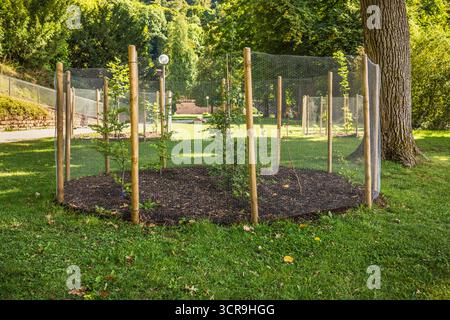 Seedlings of young trees with protective barriers planted in a park Stock Photo