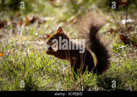 A sciurus vulgaris, commonly known as a red squirrel, earing in the September sunshine Stock Photo