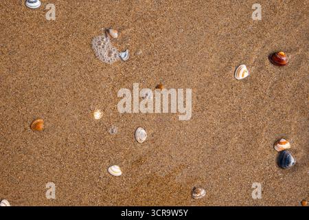 Small seashells on a sandy beach, top down, close up view, no people Stock Photo