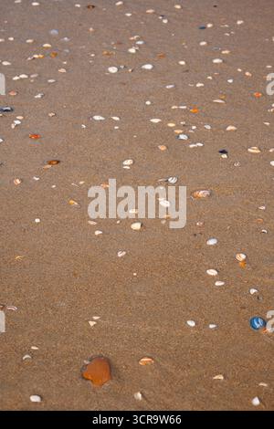 Small seashells on a sandy beach, top down, close up view, no people Stock Photo