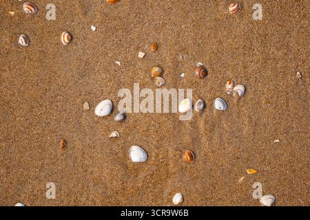 Small seashells on a sandy beach, top down, close up view, no people Stock Photo