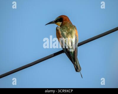 European Bee-eater (Merops apiaster) Perched on Wire Against Blue Sky Stock Photo