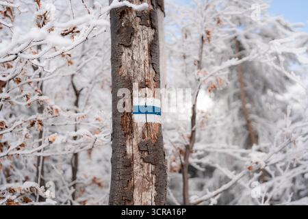 A close-up shot of a blue hiking trail marker, featuring a white border around a central blue stripe, painted on the trunk of a tree. Stock Photo