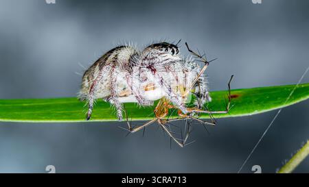 Jumping spider capturing and consuming a lynx spider on a green leaf, showcasing the predator-prey relationship in the insect world and the raw power Stock Photo